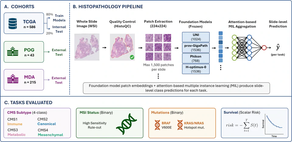 Cohorts, the histopathology pipeline and the four evaluated tasks: CMS, MSI, mutations and survival.