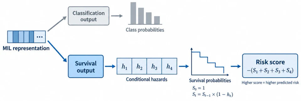A learned image representation feeds a discrete-time survival output, conditional hazards, survival probabilities and a risk score.